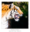 Animal Images