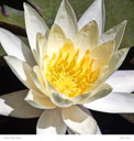 Botanical Images